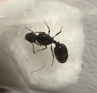 Tetramorium Immigrans Ant Colony   Lots Brood  With Guarantee  Read Description