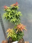 Mikawa Yatsubusa Seedling - Spring Color - Japanese Maple