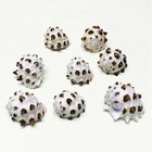 5 Purple Drupa Morum Shells Natural Seashell Rare Real Beach Home Deco 1  In