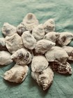 25 Med  2   -3    Drilled Oyster Shells  Bulk  Crafts  Coastal Decor Free Shipping 
