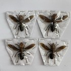 Set 4 Real Giant Hornet Taxidermy Vespa Mandarinia Spread Wings School Project