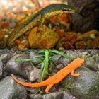 10  Live - Eastern Newt Larvae   Spotted Salamander Larvae