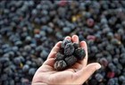 Al Madina Ajwa Dates - Premium Quality  latest Crop    - 18 Kg  39 Lb  Bulk Pack