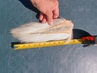 Whole  Natural White Tail Deer Buck Tail Bucktail For Fly Tying  Not Dyed
