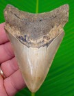 3 90     Megalodon Shark Tooth Real Fossil - Serrated With No Restorations 