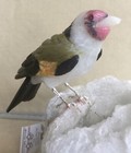 European Goldfinch On Albitecrystal  7  -peter Muller