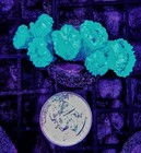 7 Head Neon Green Kryptonite Candy Cane Wysiwyg Live Coral Frag Free Shipping 
