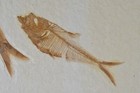 Aaa Diplomystus Dentatus Fossil Fish Green River Formation Wyoming