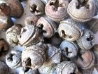 Eucalyptus 100 Fresh Lightly Fragrant Bell Shaped Pods 1 2    3 4  For Crafts