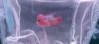 Vip   Live Flowerhorn F3 Fish Male Super Red  Big Kok Head Red Eyes Size 2  C3