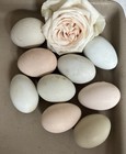 Vintage Rose Eggs - Barnyard Mix 1 2 Dozen Hatching Eggs