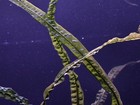 Cryptocoryne Crispatula - Live Aquatic Plants - Freshwater Tank Plants
