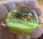 Large Hornet In Paperweight For Education  Insect Specimen 