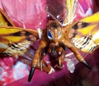 Monsterverse Godzilla X King  The New Empire Giant Mothra 11  Action Figure
