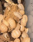 20  Pineapple Spiky Isopods Lag