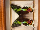 Chuck Kondor Shadow Box Butterfly Display Specimen Africa