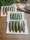 A1 Chrysochroa Fulminans Lot Of 15 Papered Specimens Real Jewel Beetle