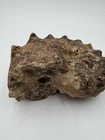 Large Fossilized Oyster Shell Specimen 5    Natural Fossil Shell Cluster 2 45 Lbs