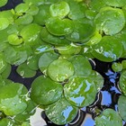 Amazon Frogbit Live Aquarium pond Plant  6 Plants  Buy 2 Get 1 Free