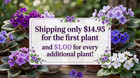 African Violet Plant - Cajun s Insanity - Std
