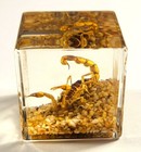 40mm Real Golden Scorpion On Stones In Lucite Resin Diorama Paperweight Display