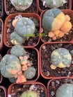 Multi Heads Succulent  Plant Variegated Family Indoor And Outdoor 3-4cm