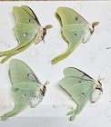 1 Lot 4 Lunas Mixed  Broods 2025  Unmounted In Glasine Envelopes Wings Fold