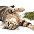 Catnip For Cats  Natural  Pure   Potent  Resealable Shaker Canister  2 Oz