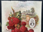 Antique Early 1900s Loudon New Red Raspberry Color Litho  Print Ad New York