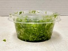Duckweed - 2 Oz Cup - 2500  Live Aquarium Plants Starter Culture