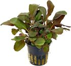 Lobelia Cardinalis Potted Live Aquarium Plants Freshwater Aquatic Plants