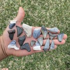 Megalodon Shark Tooth Lot Real Fossil Shark Teeth From Florida