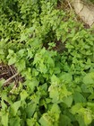 Organic Homegrown Mature Dried  Catnip