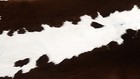 100  New Cowhide Rugs Area Cow Skin Leather  42  X 45   Cow Hide Sa-1141