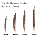 12 Pcs Natural Female Ringneck Pheasant Tail Feathers 810 Inch 2025cm Craft