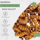 Live Superworms 250 Count   Feeder Insects   Live Arrival Guarantee