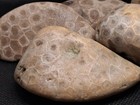 Unpolished Petoskey Stones Rough Raw Michigan Lake Tumbled Lapidary Polishing