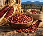 50lb Jimmy Red Heirloom Corn Non-gmo Seed For Brewing  Distilling  Or Planting
