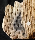 Museum Quality Rare Carboniferous Fossil Plant Lepidodendron Jaraczewski