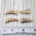 4 Very Small Rattlesnake Rattles   6454    Taxidermy Diamondback Sidewinder