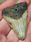 2 3 8  Authentic Prehistoric Megalodon  Fossil Shark Tooth Teeth 100  Authentic 