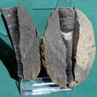 Museum Grade Cephalopod Fossil  Bolivia Devonian Orthoceras Fossil