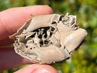 Fossil Crab Ranilia Muriceta Florida Pliocene Crustacean Intracoastal Formation