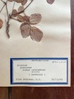 Antique Herbarium Pressed Botanical Specimen 1940s - Dewberry 11  X 17 