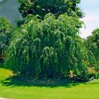 Japanese  weeping Sakura  Cherry Blossom Flower Tree Seeds  pendula  Fast Hardy