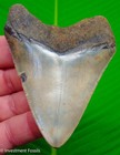 Megalodon Shark Tooth  Fossil - 3 46     Real Sharks Teeth