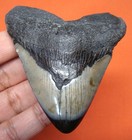 Megalodon Shark Tooth - 2 82  - Real Fossil - Shark Teeth - Megladone 