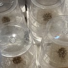 Lot Of 6 Preserved Dried Dandelion Botanicals Nature 