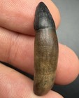 Rare Fossil Ice Age Mammal Incisor Tooth Santa Fe River Florida Pleistocene 