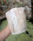 Petrified Fossil Wood Specimen Freestanding Indonesian 4 8kg 